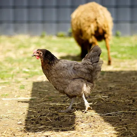 Casa di campagna Gaestehaus Kirchenbauerhof *